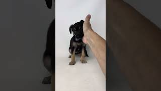 Video preview image #1 Chihuahua-Unknown Mix Puppy For Sale in Benton, LA, USA