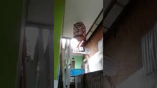 Download lagu Suara merdu burung cikrak daun super gacor mp3