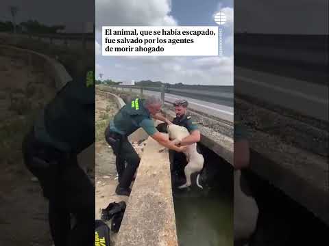 Así ha rescatado la Guardia Civil a un perro a punto de ahogarse en una acequia de Alcira (Valencia)