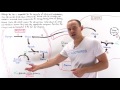 Glucose Alanine Cycle