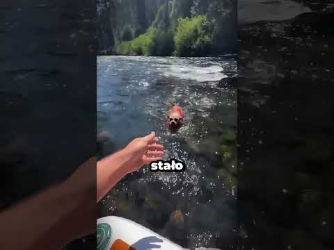 Dramatyczna Akcja Ratunkowa Małego Psa! 🚨🐕