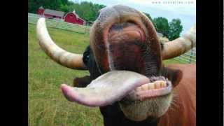 A vaca da minha sogra - Dicró