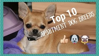 Top 10 Apartment Dog Breeds