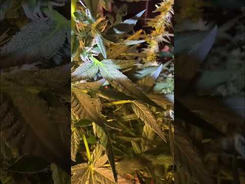 Жалко выкидывать ТРИМ #легальноевыращивание#конопля#марихуана#ганджа