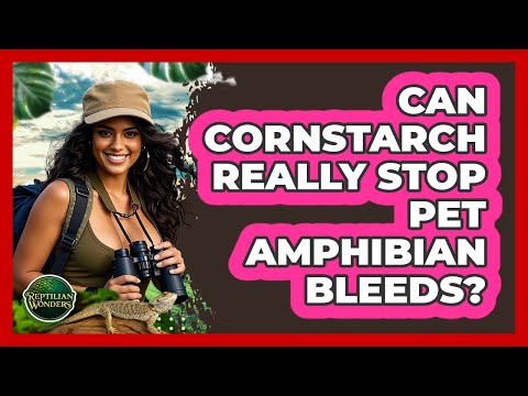Can Cornstarch Stop Bleeding