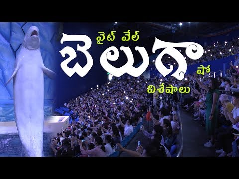 White Whales Live Show In Beluga Theatre, Chimelong