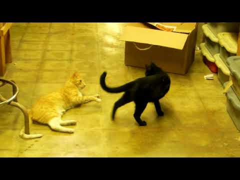 11 21 17 Chester and Elvis and the box