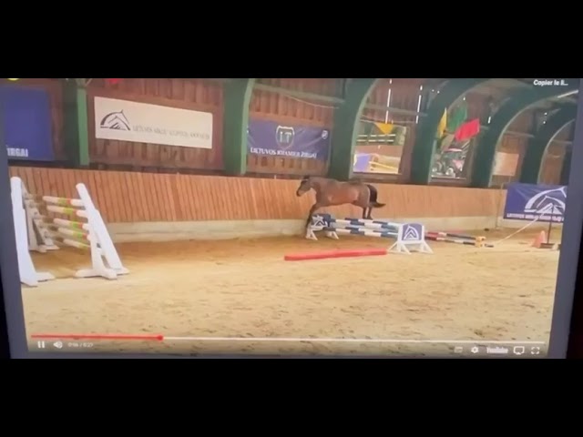 Castrone KWPN Cavallo da Sport Neerlandese In vendita 2020 Baio scuro ,  LIAMANT W
