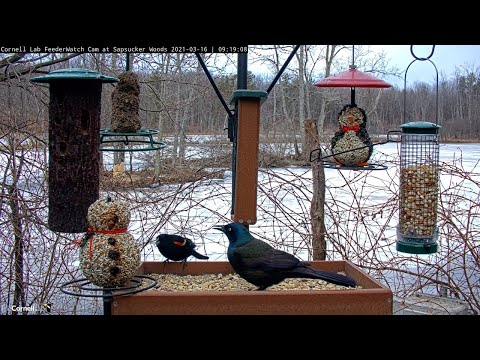 Red-winged Blackbirds and Common Grackles Return To Sapsucker Woods – March 16, 2021
