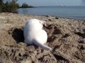 Bull Terrier Puppy Song Digging a hole the Saints video clip