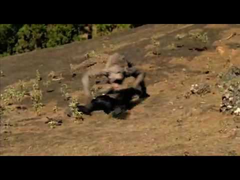 Gorgonopsid VS Future Predator