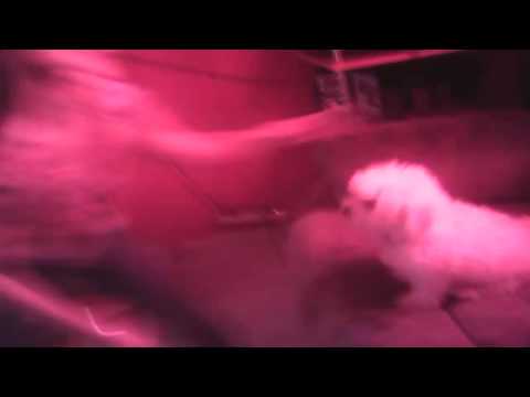 Perro argueta eduardo