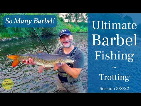 Epic Barbel Fishing - My Best Session Ever - River Wye Barbel On The Float - 3/8/22 (Video 337)