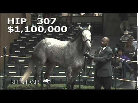 2014 November Breeding Stock Sale: Hip 307 - Hard Not to Like