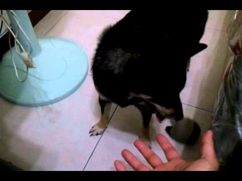 愛玩我丟牠撿遊戲ㄉFendi(原發表者:Fendy家)(影片)