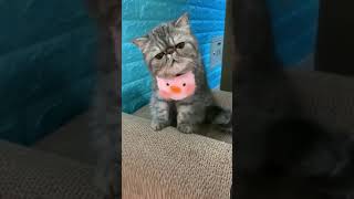 ☆Super Cute Animals☆Cute cats and funy dogs＆cat　videos compilation2021C⑩#Shorts