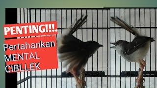 Download lagu Cara mempertahankan mental Ciblek Gacor mp3