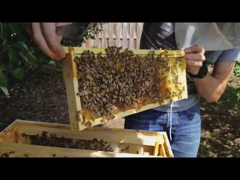 Getting Bees ready for winter part 1, Episode 15 (week 17)
