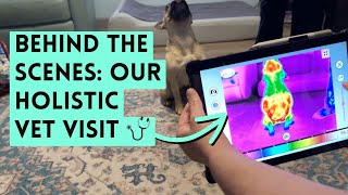 Dog Allergies Solved? What This Holistic Vet Found Will Surprise You!
