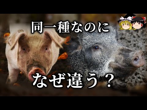 イノシシを追い払うにはどうすればいいですか？野生の豚を狩るための強力なイノシシよけのトップ 4 ソリューション  庭園