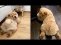 Cute Chow Chow Chow Chow Puppy Chow Chow Chow Chow Dogs Compilation 1