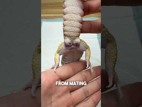This is what happens when male geckos don't get enough vitamins 🦎