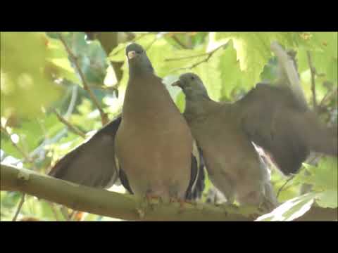 Paloma torcaz dando de beber al pollo. Paseo del Norte. La Guardia (Toledo)  16-7-2022