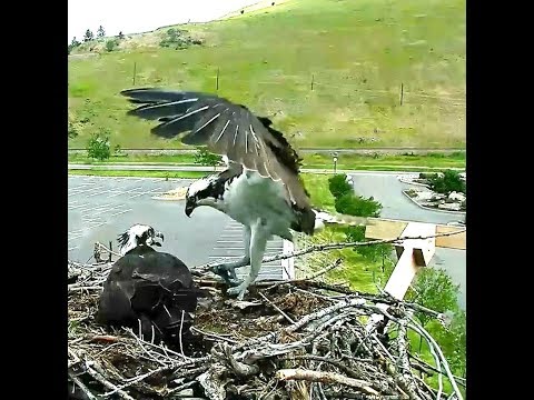 Hellgate  ospreys MT  6 14 18 1231pm Fish delivery & feeding the babies