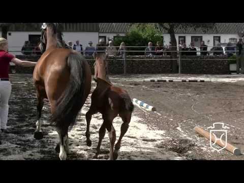 SL009 Hengstfohlen von Casall - Cormint - Coronado