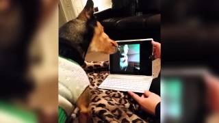 animale cainii pe skype