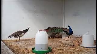 طائر الطاووس الملون المتعجرف