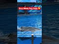 Killer Whale Intense Fast Break Swim Seaworld Orcaencounter Orca