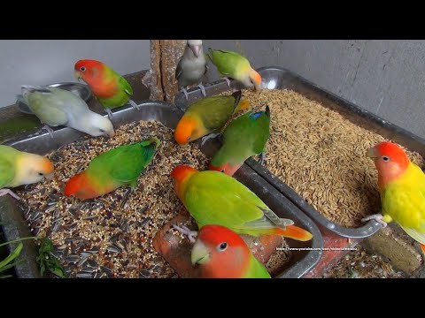 LOVEBIRD TV - Peach-faced Lovebirds - Saturday, September 10th, 2022