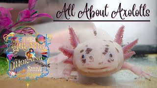 All About the Axolotl