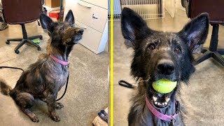 Rescue a Sick Dog On Streets Is So Happy To Have A Toy Again