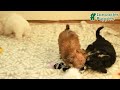 Morkie dogs for sale: Tyler - Video 1