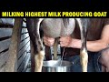 Milking Goat By Hand Milking Highest Milking Goat Milking Alpine Goat How To Milk A Goat