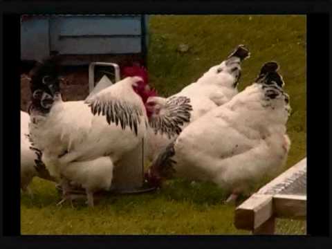 , title : 'Information on Sussex hens (light buff speckled)'