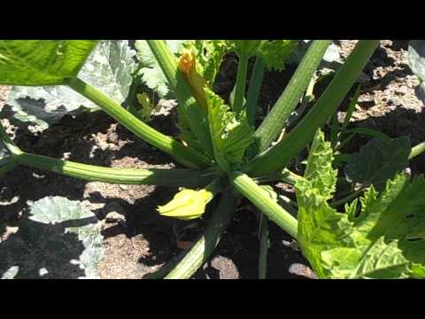 Flor y planta de Calabacín: Cucurbita pepo (www.riomoros.com)