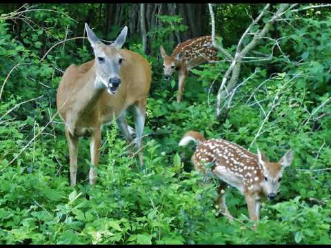 CH - How Great Our Joy - Singing Men - Devon Hollingsworth