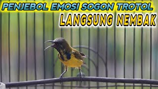 Download lagu TROTOLAN PENGGACOR SEMUA SOGON‼️PANCINGAN PENJEBOL BIRAHI SOGON BAHAN ! PALING AMPUH mp3