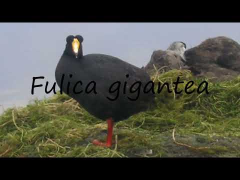 How to pronounce Fulica gigantea in Romanian?