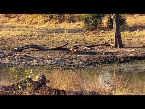 Djuma: Egyptian Geese fussing and fighting again - 16:21 - 07/21/21