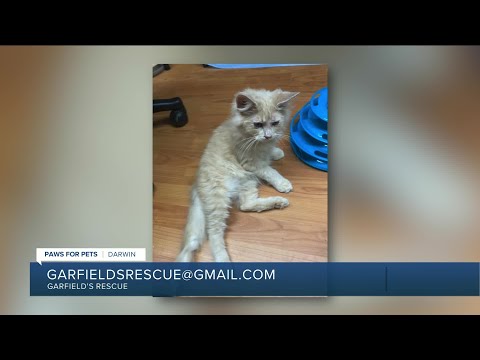 Paws for Pets: Darwin, an energetic, playful kitten with a sweet temperament - YouTube