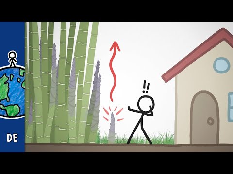 Warum wächst Bambus so schnell?