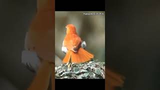 Download lagu Pancingan Anis Merah Cepat Konslet mp3