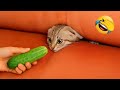Hilarious Animals 2025 New Funny Cats And Dogs Videos