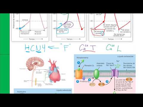 Fisiología cardiovascular