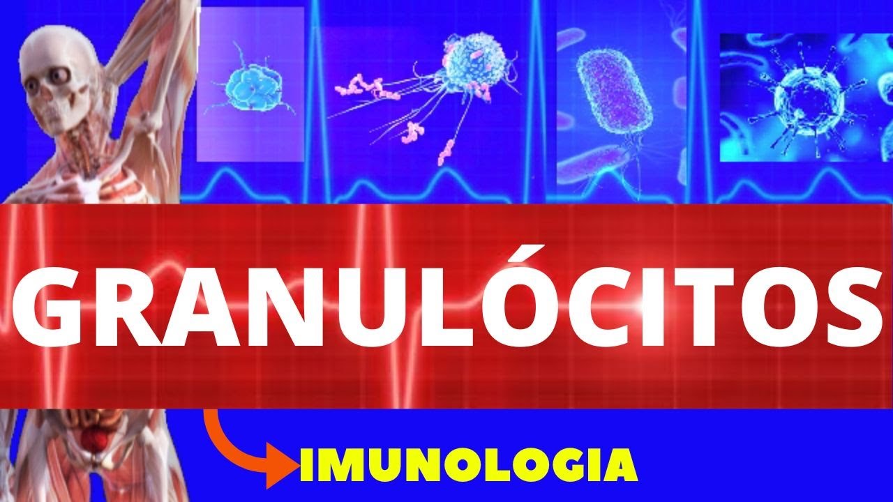 GRANULÓCITOS - NEUTRÓFILOS, BASÓFILOS E EOSINÓFILOS (ENSINO SUPERIOR) - IMUNOLOGIA - CÉLULAS IMUNES