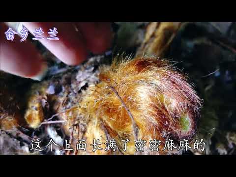 金狗毛風水
